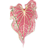 Caladium Lança Pink Rosa Bulbo Com 1 Folha