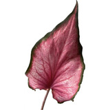 Caladium Línguas Rosa Linda Muda Ou Bulbo depende Da Época