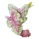 Caladium Miss Muffet Bulbo Pequeno
