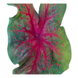 Caladium Nativo Indio Amazônico Bulbo Para Colecionador