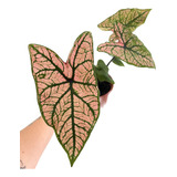 Caladium Rosa Pink Splash Tinhorão Linda Muda Pequena