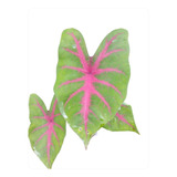 Caladium Suculenta 3 Plantas Bulbos 2 Cm De Altura