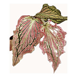 Caladium Thai Beauty Pink Symphony Angel Rosa Lindo Raro
