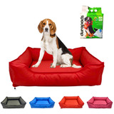 Cães