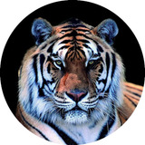 Tigre