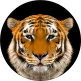 Tigre