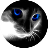 Gato