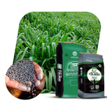 Capim Brachiaria Brizantha Marandu Incrustada 20 Kg Engorda