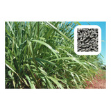 Capim Coloniao Mombaça Vc76 10kg De Sementes Incrustadas