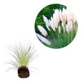 Capim Dos Pampas Pluma Branca 10 Mudas Alta Qualidade