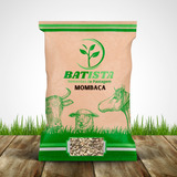 Capim Mombaça 20 Kg P Vacas cavalos cabritos P Pastagem