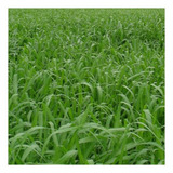Capim Mombaça Panicum Maximum 10kg Sementes