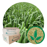 Capim Panicum Maximum Mombaça 20kg Compre 1 Un Por Frete