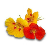 Batatais
