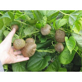 Cará Moela Cará Do Ar 3 Bulbos Novos Para Plantar