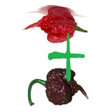 Ardida