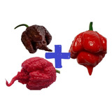 Carolina Reaper Chocolate Carolina Red Trinidad 150 Sem