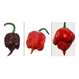 Carolina Reaper Chocolate Carolina Red Trinidad 150 Sem