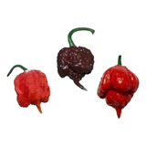Carolina Red carolina Reaper Chocolate Trinidad 150 Sem 