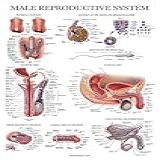 Carta Anatômica Do Sistema Reprodutivo Masculino