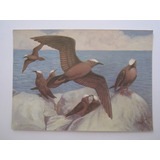 Fauna