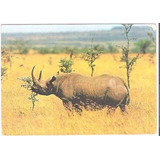 Cartão Postal Série Africa N 8 Rinoceronte