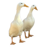 Indianos