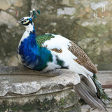 Casal De Aves Pavão Arlequim Jovem