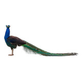 Casal De Aves Pavão Ombros Negros Jovem