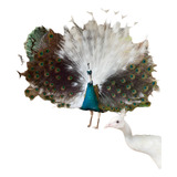 Casal De Pavão Arlequim