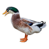Casal Marreco Rouen Aves Ornamentais