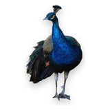 Casal Pavao Azul