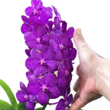 Casca De Macadâmia kit 36 Adubos Para Orquídeas 