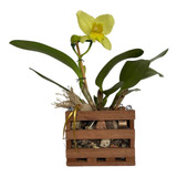 Casca De Macadâmia Substrato kit 36 Adubos Para Orquídeas 