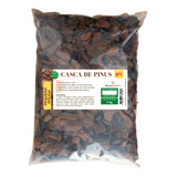 Casca De Pinus Polida N1 Pequena Premium Decoração 5kg