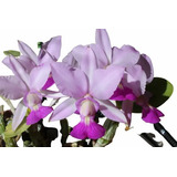 Cattleya Walkeriana Semi Alba Tóquio X Nalo Mutante