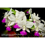 Cattleya Walkeriana Var semialba bonkhazem
