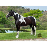 Cavalo Castrado Pampá De Preto Marcha