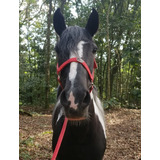 Cavalo égua Manga Larga Pampa De Preto