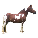 Cavalo Mangalarga Marchador Pampa Registrado