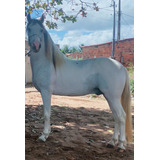 Cavalo Mangalarga Registrado No Mangalarga Machador