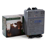 Zebu