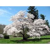 Cerejeira Sakura Branca Sementes Para Plantar