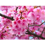 Cerejeira Sakura Rosa Sementes P Mudas