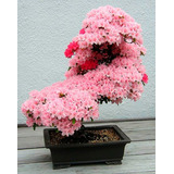 Cherry Tree Rosa Cerejeira Sakura Bonsai Sementes Flor