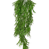 Planta