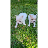 Chihuahua 1 Pelo Curto E 1