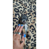 Chihuahua Azul Fêmea