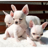 Chihuahua Belíssimos Filhotes Disponíveis