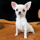 Chihuahua Chiuaua De Pelo Curto Femea